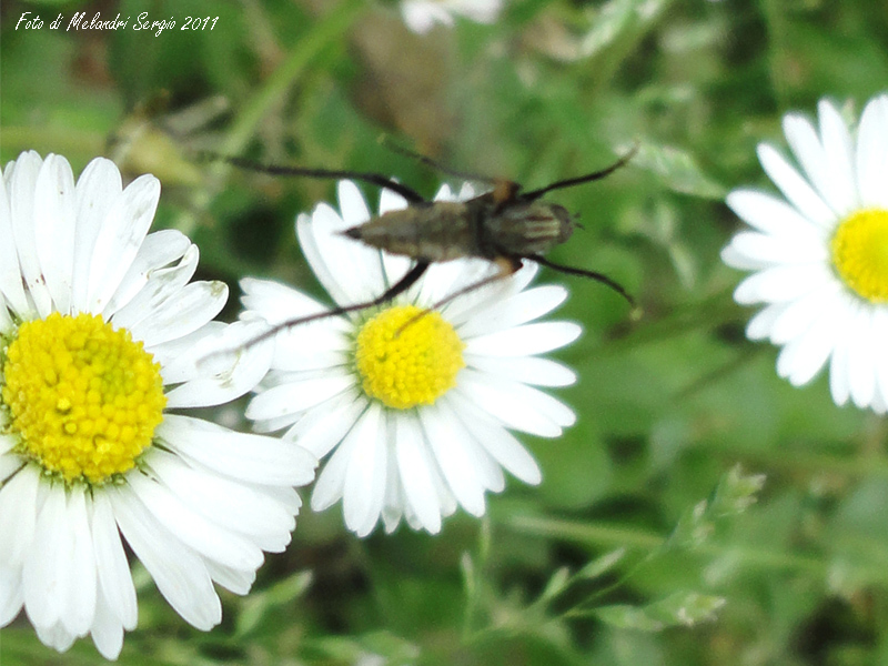 Empididae: Empis cfr.sericans